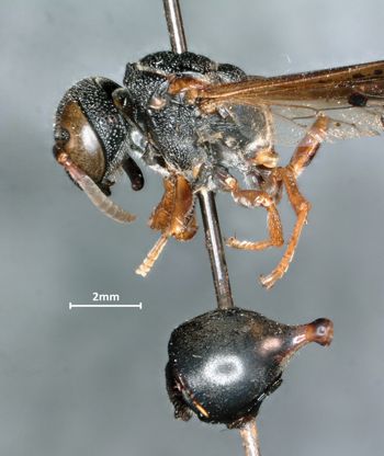 Media type: image;   Entomology 32446 Aspect: habitus lateral view